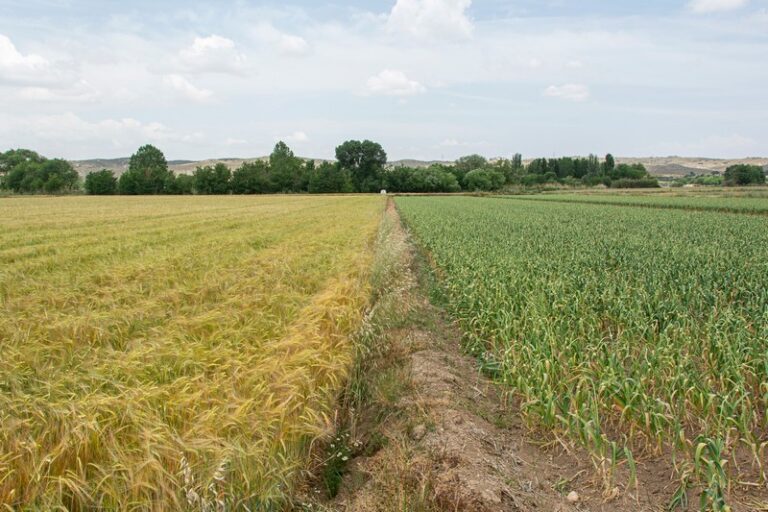 campo parcela cereal ajo